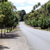 Arthur Kenny AOH Tree Line