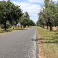 View of avenues trees towards Weatherboard Road_1