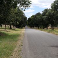 View of Avenues trees toward at Weatherboard Road end_2
