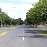 Melbourne Road Avenue of Honour - View 2