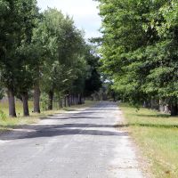Northern row of tree only with plaques on disused road.