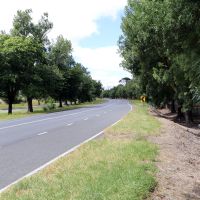 Southern trees with plaques on used road with view of disused road on left.