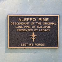 Lemnos Aleppo Pine Plaque