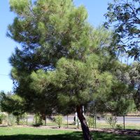 Lemnos Aleppo Pine at Primary School
