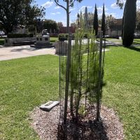 Lone Pine sapling in the memorial gardens
