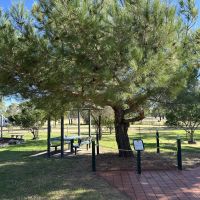 Lone pine tree at Gooloogong