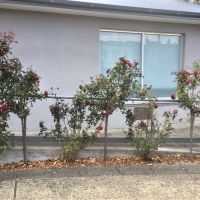 ANZAC Garden