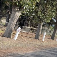 Avenue of 21 crosses honouring 27 Veterans of WW1