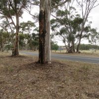 Havelock Avenue of Honour
