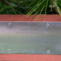 Plaque explaining Lone Pine tree