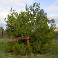 Photo of tree grown from Lone Pine cutting