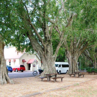 Montville Memorial Trees