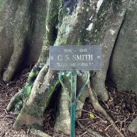 Montville Memorial Tree