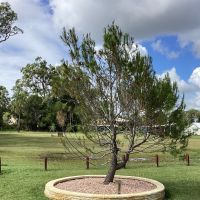 Lone Pine Tree
