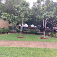 Eumundi WWII Memorial Trees