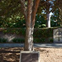 The Lone Pine tree