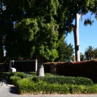 The Adelaide Lone Pine