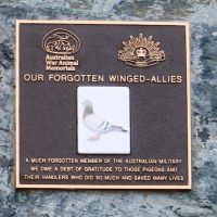 war pigeons