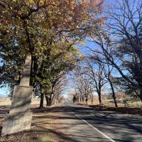 The Avenue of Honour, near the Hume and Hovel monument