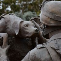 The trusting eyes of the Military Working Dog