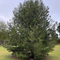 Aleppo 'Lone Pine' Tree, Forecourt