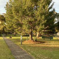 Lone Pine Tree