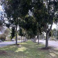 Kangaroo Flat Avenue of Honour