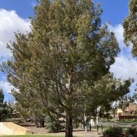 Lone Pine Tree & Plaque