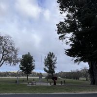 Moonambel War Memorial with ANZAC Avenue trees