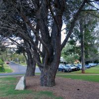 Toowoomba 25th Battalion Memorial Gallipoli Lone Pines