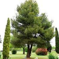 The tree planted by Sir William Keyes in 1986