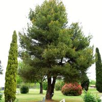 The tree planted by Sir William Keyes in 1986