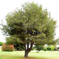 The Gallipoli pine planted by Mr Faruk Sahinbas, then-Turkish Ambassador to Australia