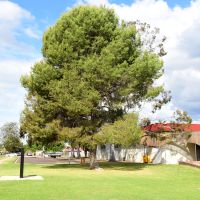 Cobram Lone Pine