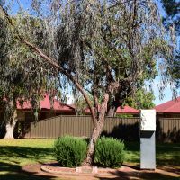 The Commemorative Tree