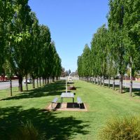 Nathalia Avenue of Honour, looking south