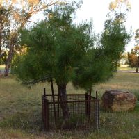 Marungi Lone Pine