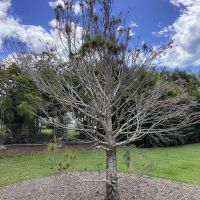 The Lone Pine Commemorative Tree