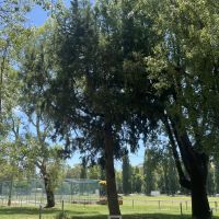 Lone Pine Memorial
