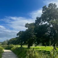 Pambula and District Avenue of Honour - Casuarina Cunninghamiana