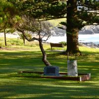 The Gallipoli pine, March 2025