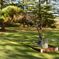 The Gallipoli pine, March 2025