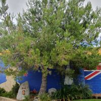 Within the park, beneath the Gallipoli Lone Pine are the Vietnam and 40th Anniversary of the Battle of Long Tan memorials