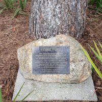 The Gallipoli Pine within the park