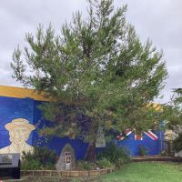Lone Pine Tree