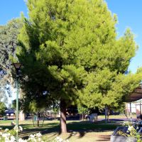 Cobar Lone Pine Memorial Tree