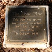 Cobar Lone Pine Memorial Tree Interpretative Plaque
