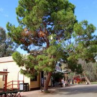 Swan Hill Pioneer Village Lone Pine Memorial Tree