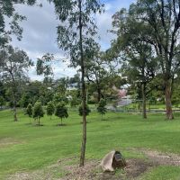 Canon Tree location