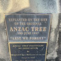 Anzac Tree replanted